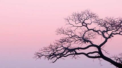 tree in the sunset