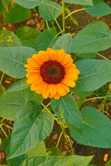 Field of sunflowers with the bright sunlight. Sunflower photos on the rear. Sunflowers are the flowers like sunny