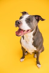 Adorable Pitbull Blue dog with open mouth in yellow studio