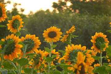 Field of sunflowers with the bright sunlight. Sunflower photos on the rear. Sunflowers are the flowers like sunny