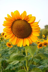 Field of sunflowers with the bright sunlight. Sunflower photos on the rear. Sunflowers are the flowers like sunny