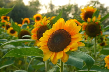Obraz premium Field of sunflowers with the bright sunlight. Sunflower photos on the rear. Sunflowers are the flowers like sunny