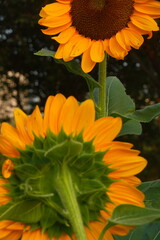 Field of sunflowers with the bright sunlight. Sunflower photos on the rear. Sunflowers are the flowers like sunny