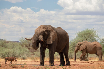 Fototapeta premium Wild african animals. African Bush Elephants in the grassland on a sunny day.