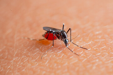 Aedes aegypti is a species of mosquito known for its role in transmitting several serious diseases...
