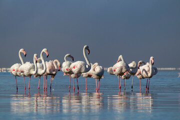 Wild birds. Group birds of white african flamingos  walking around the blue lagoon on a sunny day