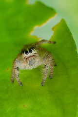 umping spiders are a diverse family of spiders known scientifically as Salticidae. They are notable for their excellent vision and their unique, agile hunting behavior.