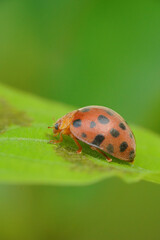 Ladybugs, also known as ladybirds or ladybird beetles, are small beetles belonging to the family Coccinellidae. They are well-known for their bright colors and beneficial role in controlling pest popu