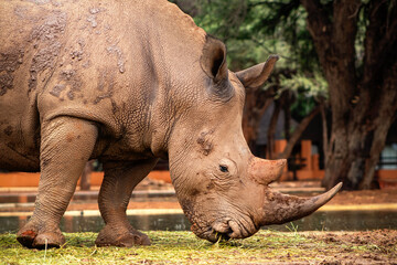 Naklejka premium Wild african animals. Portrait of a male bull white Rhino grazing in Etosha National park, Namibia.