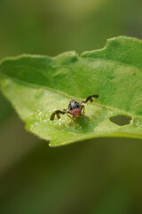 Fototapeta premium Rhagoletis is a genus of fruit flies belonging to the family Tephritidae. These flies are significant both ecologically and economically due to their impact on various fruit crops.