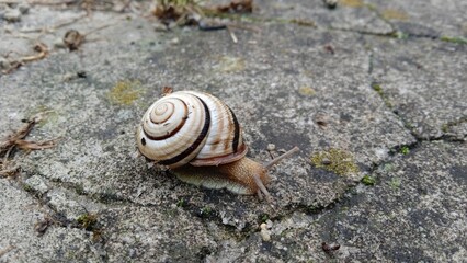 Close up of a snail crawling on a gray stone path