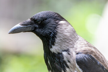 Nebelkrähe