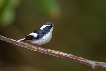 Little Pied Flycatcher perched on a branch and sitting isolated against natural background