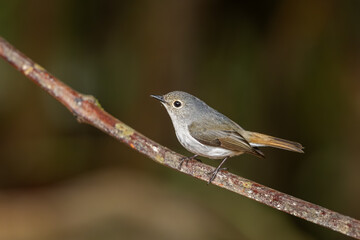 Little Pied Flycatcher perched on a branch and sitting isolated against natural background