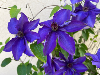 Clematis, The President