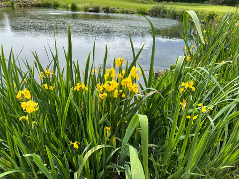 Iris pseudacorus