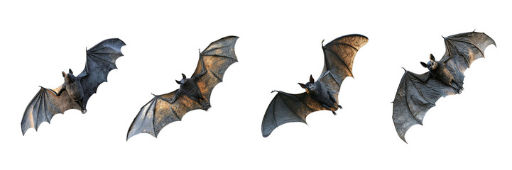 Fototapeta premium Four Flying Bats in Various Poses Isolated on Black Background with Detailed Wings and Textures