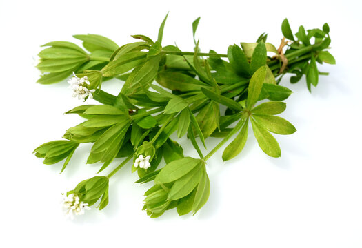 Woodruff, Galium, odoratum