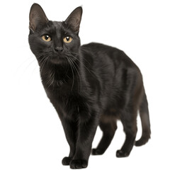 Black adult house cat standing up Looking straight to camera Isolated on a transparent background