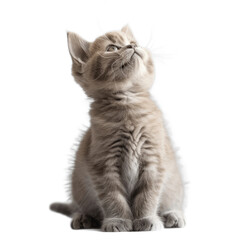 Fototapeta premium British kitten looks up while sitting on a transparent background