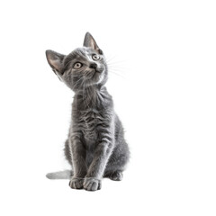 Cute curious Russian Blue cat kitten sitting up side ways Looking towards camera with cute head tilt Isolated on transparent background