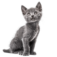 Obraz premium Cute curious Russian Blue cat kitten sitting up side ways Looking towards camera with cute head tilt Isolated on transparent background