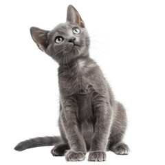 Obraz premium Cute curious Russian Blue cat kitten sitting up side ways Looking towards camera with cute head tilt Isolated on transparent background