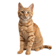 Obraz premium Cute ginger cat sitting and looking at the camera isolated on transparent background