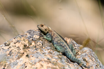 Close-up shot of Agama Bibronii (North African Rock lizard)