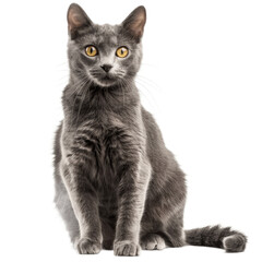 Obraz premium Studio portrait of gray cat with yellow eyes sitting and looking forward Isolated on transparent background