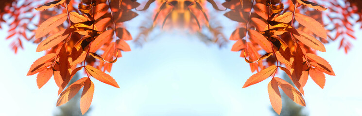 Autumn banner with copy space, Red Rowan tree, autumn nature. Soft blurred morning sunlight. Sorbus aucuparia tree closeup on blue sky background. Scenic nature