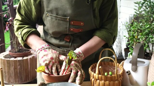 a woman in a green apron on the summer veranda planting seedlings in a ceramic pot