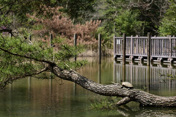 A turtle basking in the sun on a pine tree.
