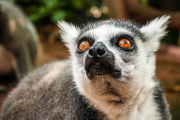 Ring tailed lemur (Lemur catta) is a large strepsirrhine primate known as maky, maki or hira Tsimanampetsotsa Nature Reserve, in Madagascar for animal catalogue or content