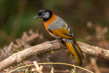 Fototapeta premium Collared Laughingthrush perched on a branch in the forest