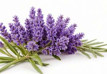 Fototapeta premium Lavender flower, isolated on white background