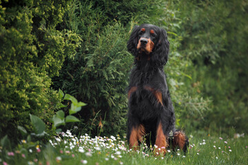gordon setter dog sitting outdoors in the park in summer
