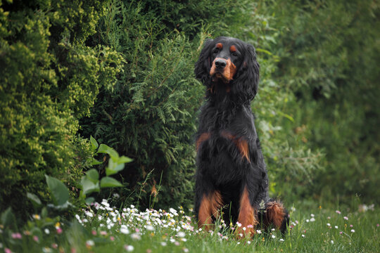 gordon setter dog sitting outdoors in the park in summer