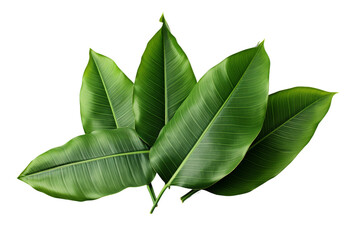 Obraz premium A Symphony of Green: Lush Ficus Leaves Against a Pure White Background on a Clear PNG or White Background.