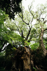 熱海の神社の風景