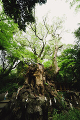 熱海の神社の風景