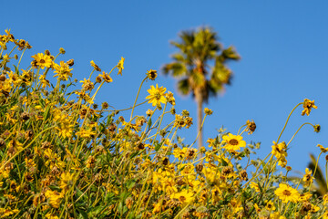 Encelia californica，flowering plant in the family Asteraceae，California brittlebush，California coast sunflower and California bush sunflower. Palisades Park, Santa Monica, Los Angeles, California

