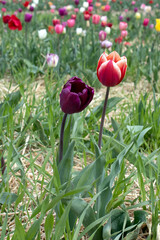 Dark purple tulip in a sunny meadow with blurry background