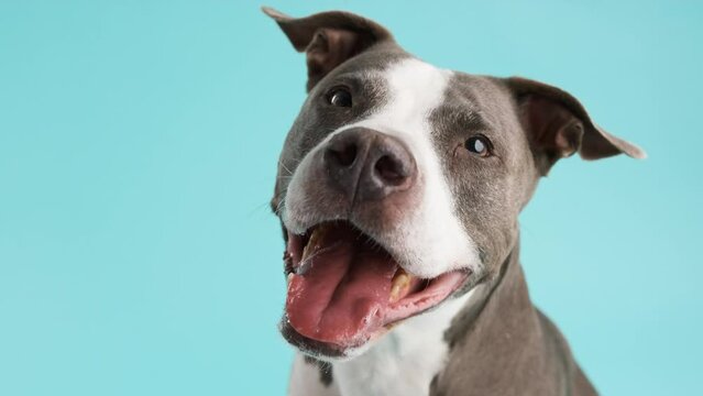 Cute Pitbull Blue dog looking at camera in blue studio
