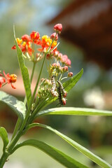 Close-up of a butterfly caterpillar on a bright flower in a sunny garden.