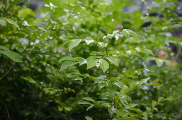 Close-up image of fresh green leaves of a plant with a focus on parsley in a garden
