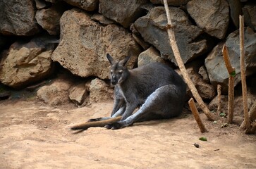 A small wallaby lying on the ground