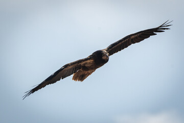 Juvenile Egyptian vulture in flight