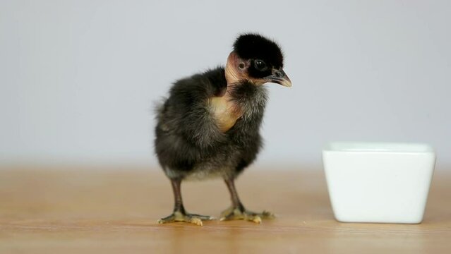 Gros plan d'un poussin noir au cou nu debout sur une table en bois