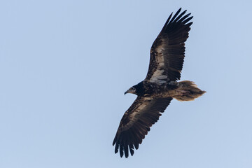 Juvenile Egyptian vulture in flight
